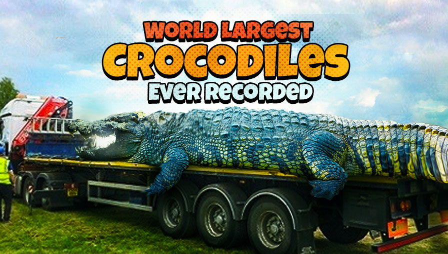 Largest Crocodile Ever Recorded