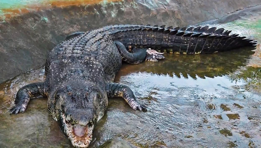 Pointe noire crocodile