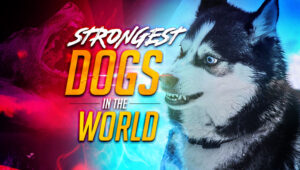 Strongest dogs in the world