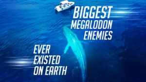 The biggest megalodon enemies ever existed on earth