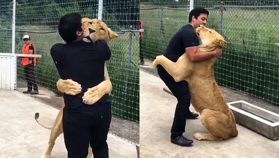 Lioness Kiara meets her best friend Adolfo 7 years later