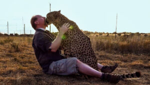 Rescued cheetah sends everyone into tears after seeing his adoptive person