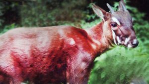 Why is the Saola Endangered?